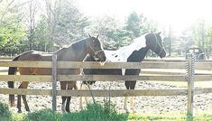 two horses standing next to each other behind a fence