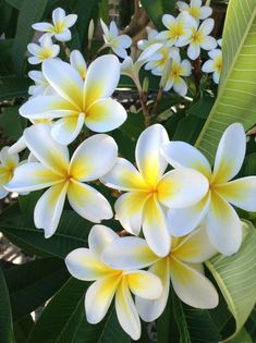 white and yellow flowers with green leaves in the background