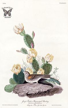 a bird sitting on top of a rock next to flowers and cacti in the background