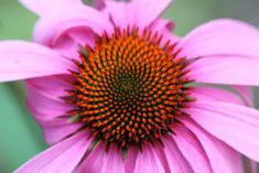 a close up view of a pink flower