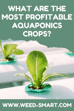 some plants are growing in small pots with the words, what are the most portable aquaponics crops?