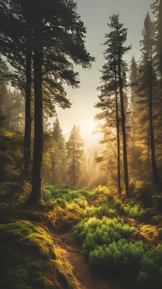 the sun shines through the trees and grass in this forest scene with green plants