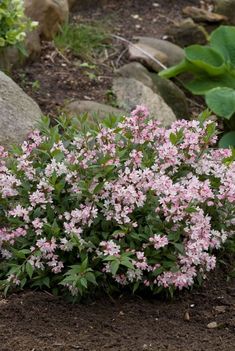 small pink flowers growing in the dirt near some rocks and plants with large green leaves