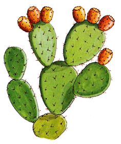 a drawing of a cactus with orange flowers