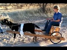 two boys are sitting on a small cart with a cow in the back, and one boy is standing next to them