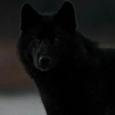 a black wolf staring at the camera