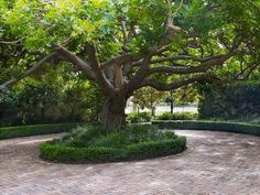 a large tree sitting in the middle of a brick walkway surrounded by hedges and trees