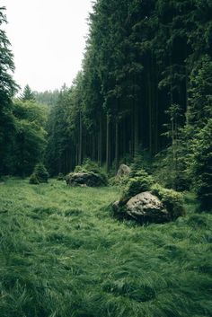 a lush green forest filled with lots of trees and tall grass covered rocks in the foreground