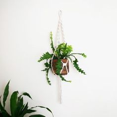 there is a plant hanging on the wall