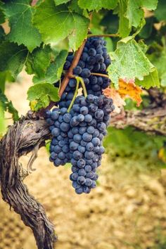 bunches of grapes hang from the vine in a vineyard, ready to be picked