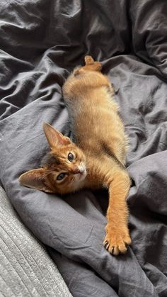 a small kitten laying on top of a bed next to a gray blanket and pillow