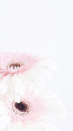 two pink and white flowers in a vase