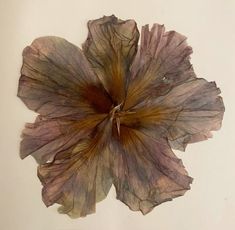 a dried flower on a white background