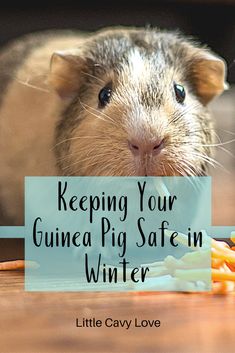 a rodent eating food with the words keeping your guinea pig safe in winter