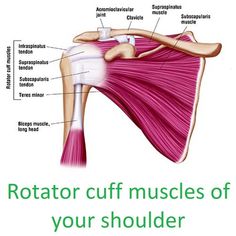 Your shoulder contains 4 rotator cuff muscles: The supraspinatus, infraspinatus, subscapularis, and teres major. Rotator cuff tendinopathy is the leading cause of shoulder pain. By training and stretching your rotator cuff muscle, you can relieve your shoulder pain fast. Visit our website for all the shoulder pain exercises. Exercise Shoulder, Supraspinatus Muscle, Subscapularis Muscle, Bicep Muscle