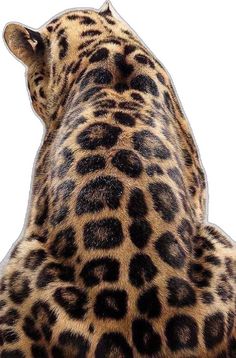 the back end of a giraffe's head, with spots all over it