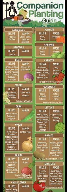 Companion Planting Guide, Gemüseanbau In Kübeln, Companion Gardening, Garden Companion Planting, Planting Guide, Backyard Vegetable Gardens