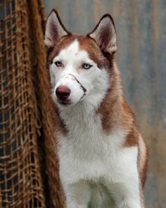 a brown and white husky dog standing next to a pile of hay looking at the camera