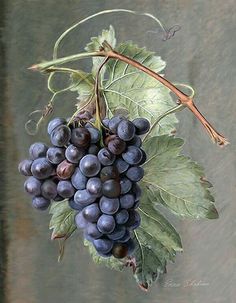 a bunch of grapes hanging from a vine