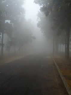 a foggy road with trees on both sides