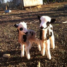 two baby cows standing next to each other