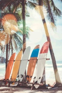 surfboards lined up on the beach under palm trees