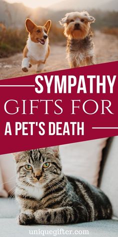 Sympathy gift for pet death | Pet Sympathy Gifts | Pet Loss Sympathy Gifts | #sympathygift #petloss #petpassedaway #deathofapet Grievance Gift Basket, Gift Basket Business, Sympathy Basket, Cat Sympathy, Homemade Gift Baskets, Superhero Gifts, Dog Sympathy, A Gift Basket, Dog Died