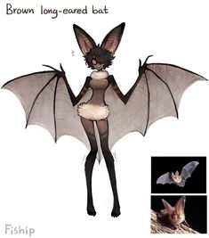 a drawing of a bat with long - winged wings