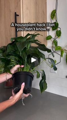 Peace Lily In Water, Gardening 2023, Lilly Plants, Plant Vases, Houseplant Tips, Plants Grown In Water, Repotting Plants, Inside Plants