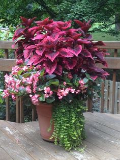 a potted plant with pink flowers on a wooden deck