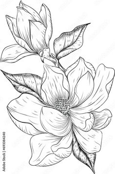 Magnolia Sketch Drawings, Magnolia Flower Drawing, Magnolia Sketch, Magnolia Drawing, Stencil Patterns Templates, Magnolia Design, Magnolia Flowers