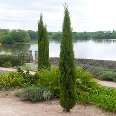 there are three tall trees in the garden by the water and bushes on the side of the road