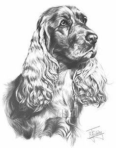 a black and white drawing of a cocker spaniel