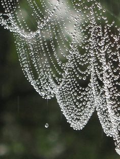 drops of water hanging from a spider web