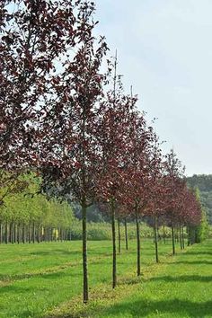 a row of trees in the middle of a green field with red leaves on them