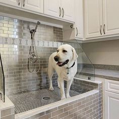 a white dog standing in the middle of a kitchen sink next to a faucet