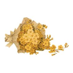 a bouquet of yellow flowers on a white background