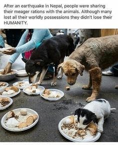 two dogs are eating food from plates on the ground while another dog looks at them