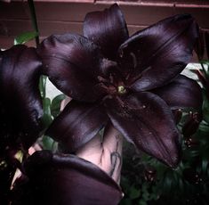 a close up of a person's hand holding a purple flower