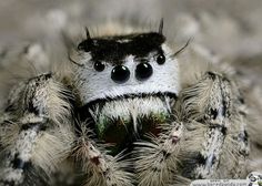 a close up of a spider with black eyes and white hair on it's face