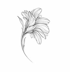 a black and white drawing of a flower