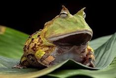 a frog sitting on top of a green leaf