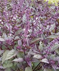 purple flowers are blooming in the garden