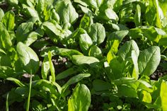 a field full of green plants with lots of leaves