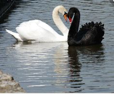 two swans are swimming in the water together