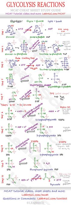 the glycocysis reactions poster