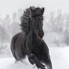 a black horse is running through the snow