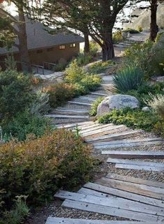 a wooden walkway surrounded by trees and bushes