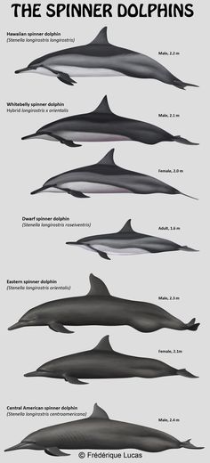 the different types of dolphins are shown in this diagram, which shows them's size and