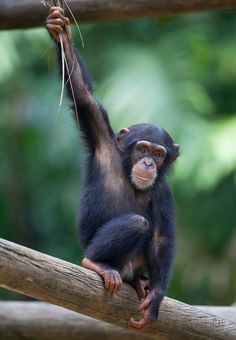 a small monkey hanging from a tree branch